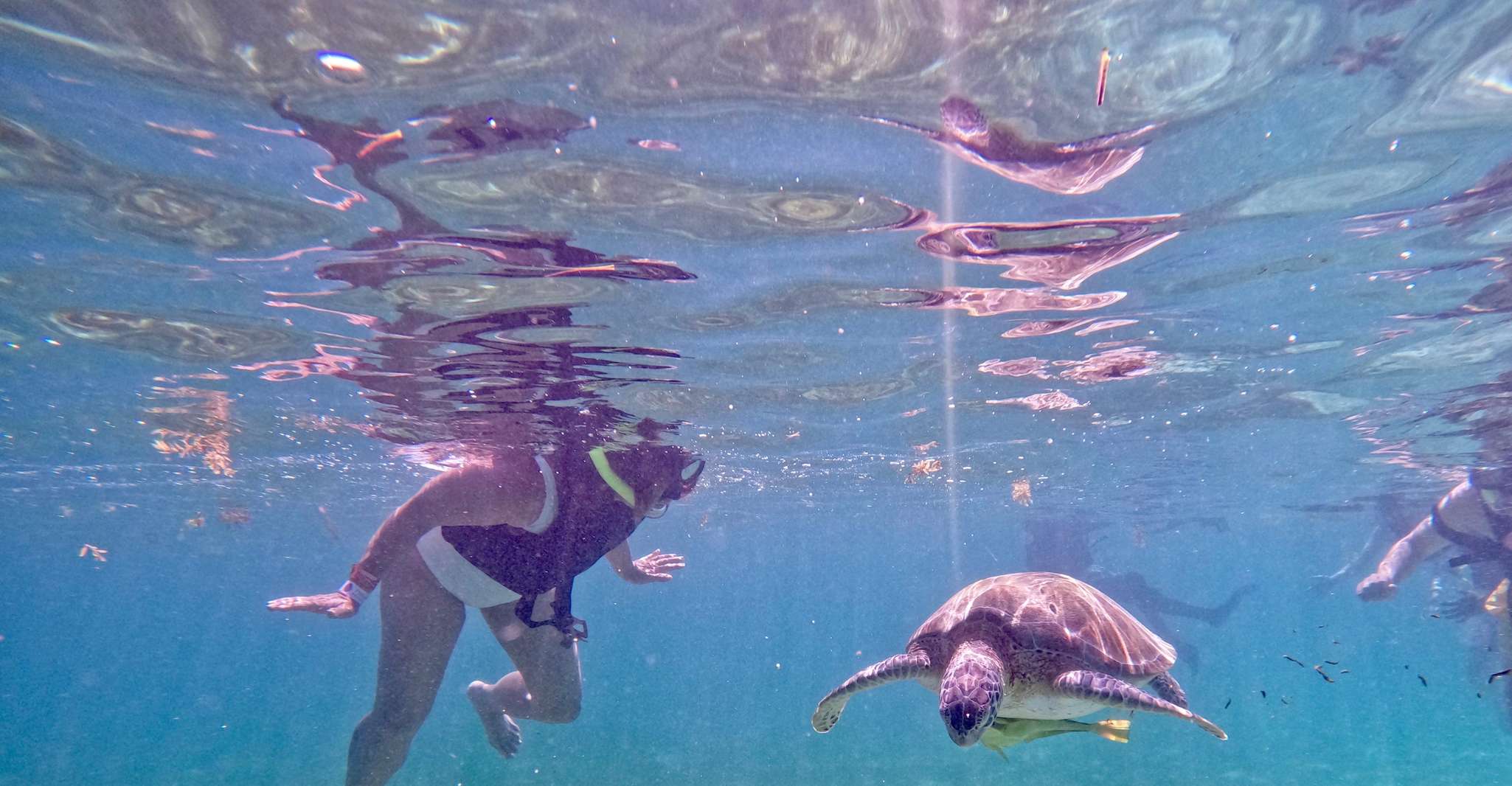 Akumal; Snorkeling and Photos with Turtles - Housity