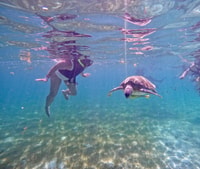 Akumal; Snorkeling and Photos with Turtles - Housity