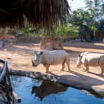 Valencia: biglietto d'ingresso al Bioparco di Valencia