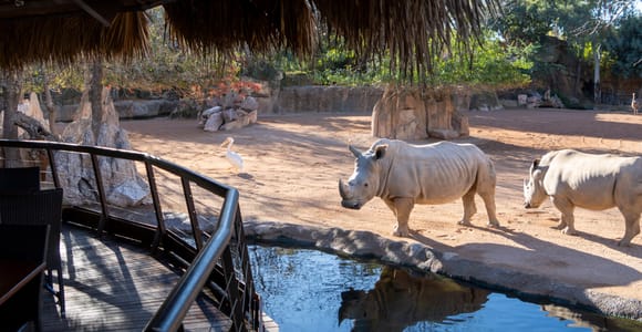Valencia: Bioparc Valencia Admission Ticket
