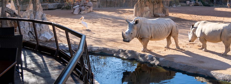 Valencia: biglietto d'ingresso al Bioparco di Valencia