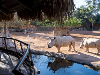 Valencia: Adgangsbillett til Bioparc Valencia