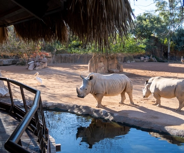 Valência: ingresso para o Bioparc Valência