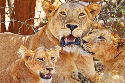 5-Day Murchison Falls Safari with Ziwa Rhinos