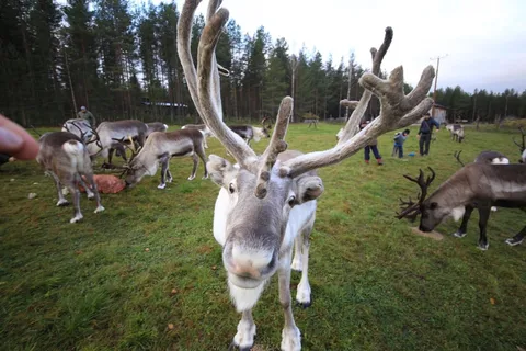 Giornata intera: Fattoria delle renne, Villaggio di Babbo Natale e Parco degli Husky