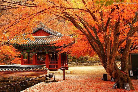 Naejangsan Autumn Foliage Day Tour from Seoul and Busan Group tour, departure from Haeundae Station Exit 5 (Busan)