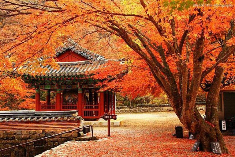 Naejangsan Autumn Foliage Day Tour from Seoul and Busan Group tour, departure from Haeundae Station Exit 5 (Busan)
