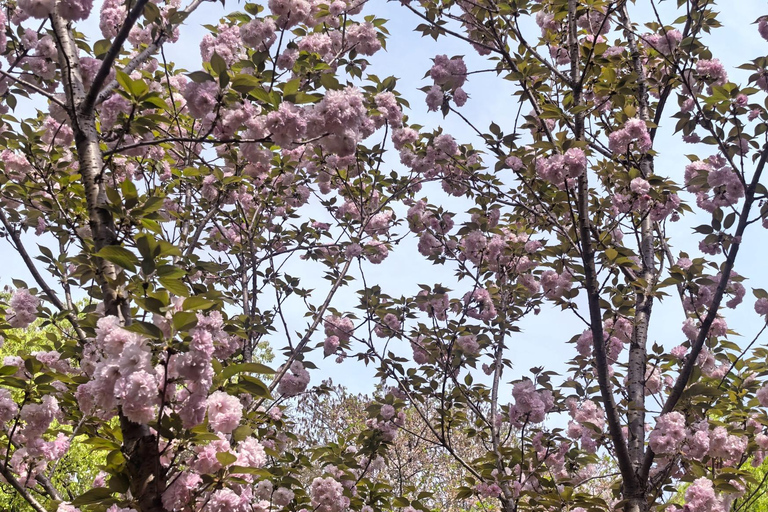 Wuhan: Sakura Blossom Tour with Hanfu Costume Try-On