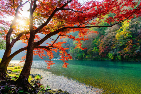 Osaka: Kyoto Werelderfgoed &amp; Nara Schattige Herten 1-daagse bustour