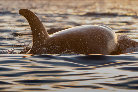 特罗姆瑟：斯凯尔沃伊驾驶舱观鲸之旅特罗姆瑟：斯凯尔沃伊驾驶室船观鲸之旅
