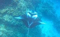 Bora Bora, safari Lagoon Full Day & Lunch on a Motu - St - Housity