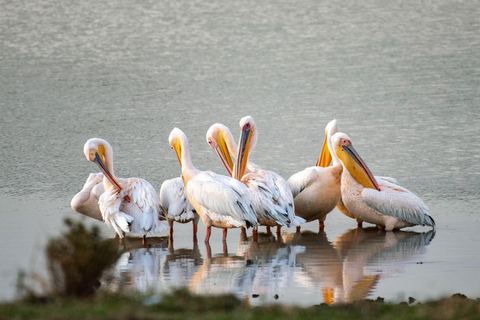 From Nairobi: Ol Pejeta Conservancy Day Trip