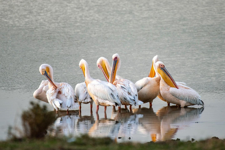 From Nairobi: Ol Pejeta Conservancy Day Trip