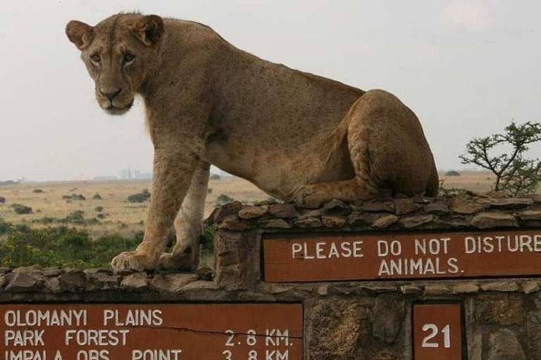 Nairobi nationalpark David Sheldrick Giraffcenter