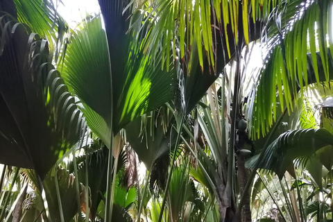 Praslin: Entdecke die Insel mit einem lokalen Guideprivate Tour durch Praslin auf Englisch