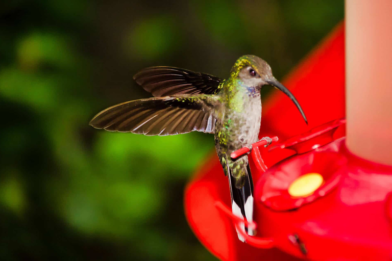 Rio Celeste Waterfall: Rain Forest Hike & Sloth Observation Waterfall-Lunch-Sloth Observation:SelfDrive to Meeting Point