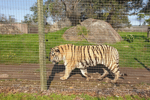 Cheetah, Giraffes Encounter, lion's park, and Wine Tasting