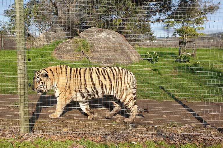 Cheetah, Giraffes Encounter, lion's park, and Wine Tasting