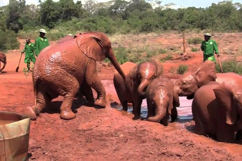 Visita guiada ao orfanato de elefantes David SheldrickVisita guiada ao orfanato de elefantes