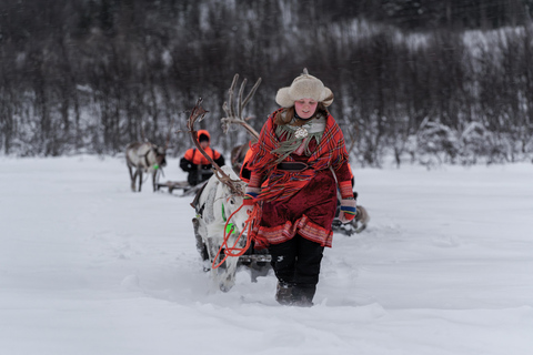 Vanuit Tromsø: Overdag rendiersleeën in kamp Tamok