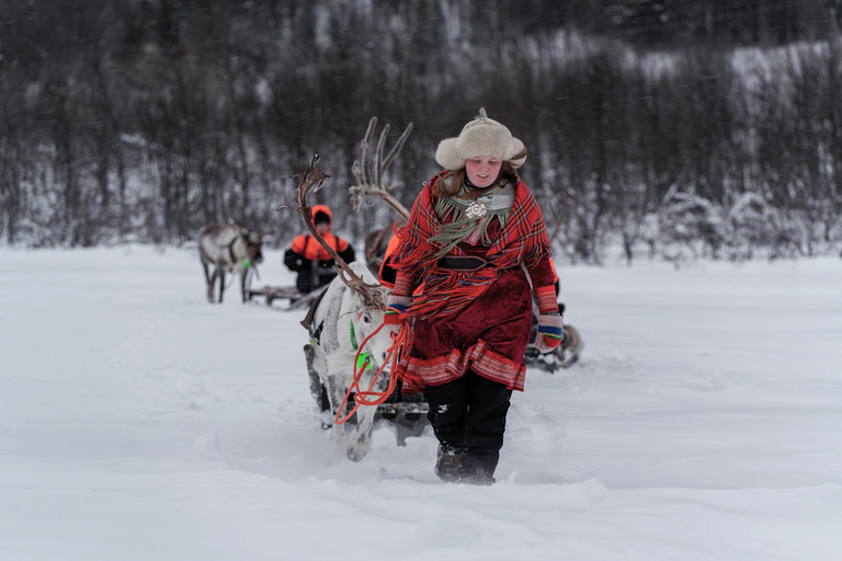 Depuis Tromsø : Traîneau à rennes en journée au Camp Tamok