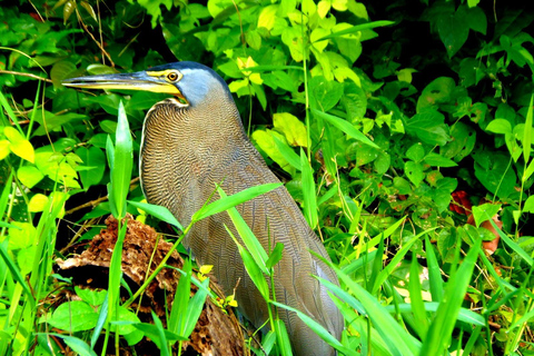 Tortuguero: Canoe Tour and Wildlife Spotting