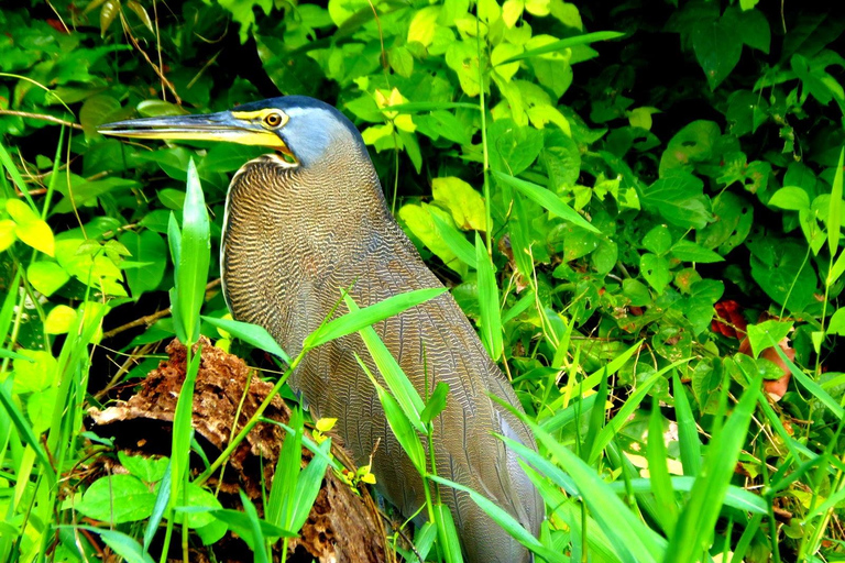 Tortuguero: Kanutour und Wildtierbeobachtung