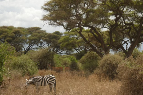 From Addis Ababa: 4-Day Alatish National Park Safari