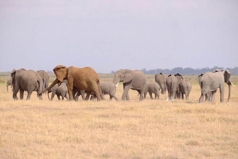 Nairobi: 4 Days epic trip to Amboseli, Tsavo West & East