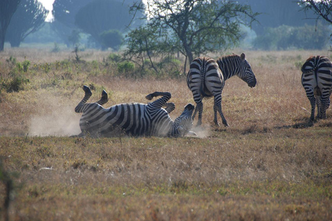 Demi-journée au parc national de Nairobi avec prise en charge gratuite