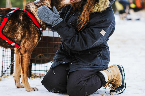 Rovaniemi: Fattoria degli Husky e delle Renne con giro in slitta