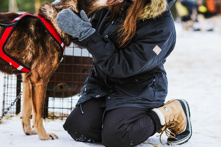 Rovaniemi: Husky- und Rentierfarm mit Schlittenfahrt