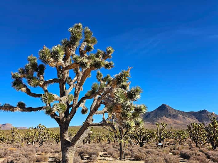 Einfache Tour von Las Vegas nach Los Angeles über den Joshua-Tree-Nationalpark
