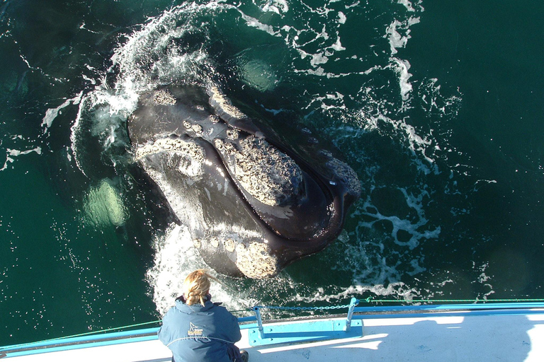 Puerto Piramides: Whale Watching Boat Trip