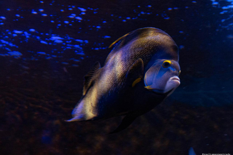 Río de Janeiro: ticket de entrada a AquaRio