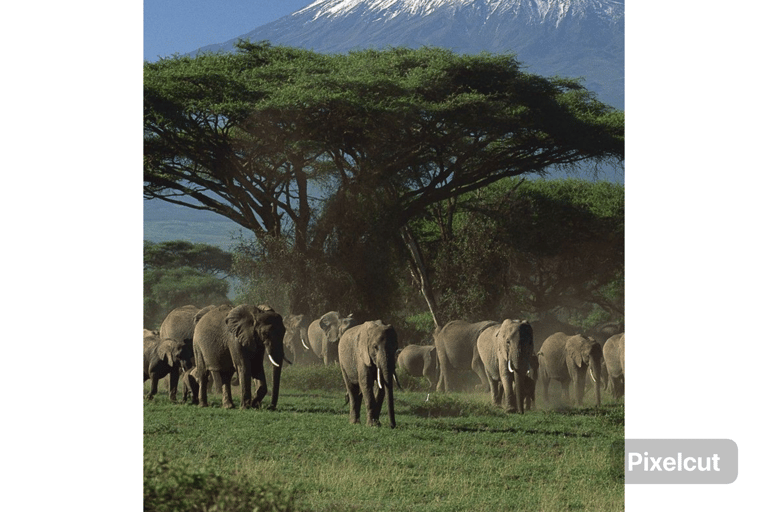 Z Nairobi: 7-dniowa wspinaczka na Kilimandżaro - trasa MachameTrekking na Kilimandżaro