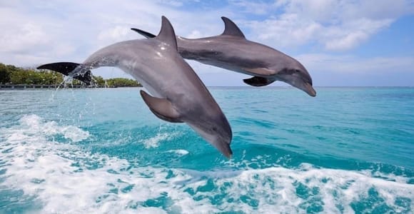 Zanzibar: Mnemba Island & Dolphin Swim With Optional Lunch