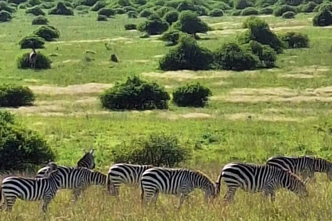 Nairobi: Privat tur till nationalpark, elefant och giraff