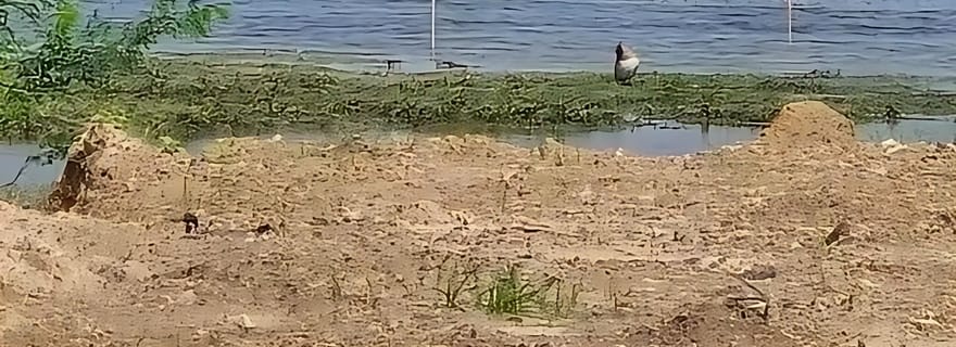 Village de Bishnoi : excursion safari