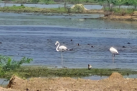 Aldea Bishnoi: recorrido de safari