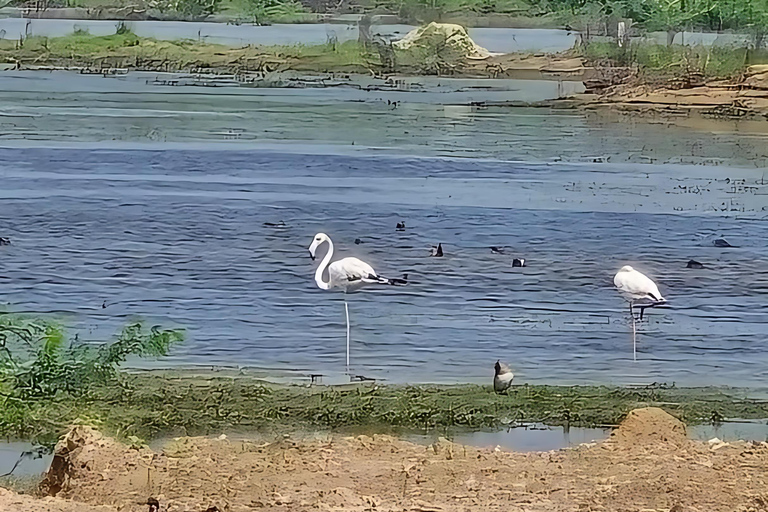 Aldea Bishnoi: recorrido de safari