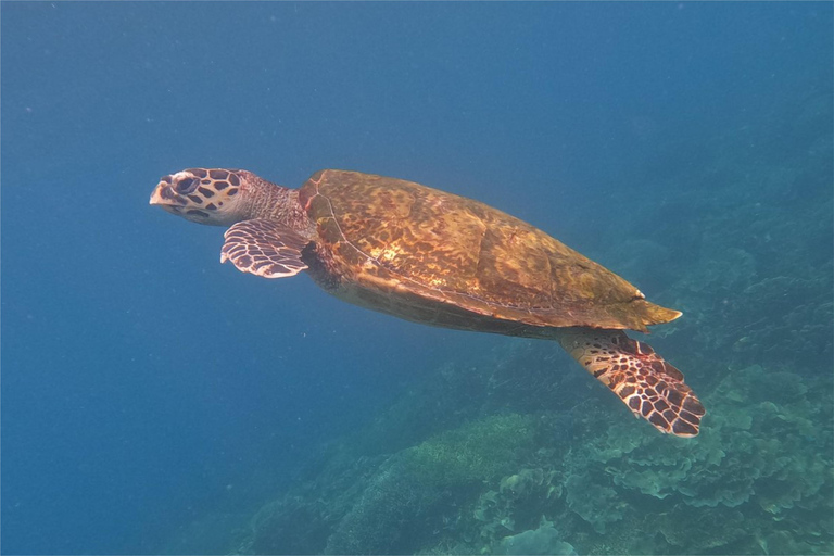 From Labuan Bajo: Dragons Tour & Island Hopping w/ Entry Fee From Labuan Bajo: Komodo Dragons & Island Hopping Day Tour