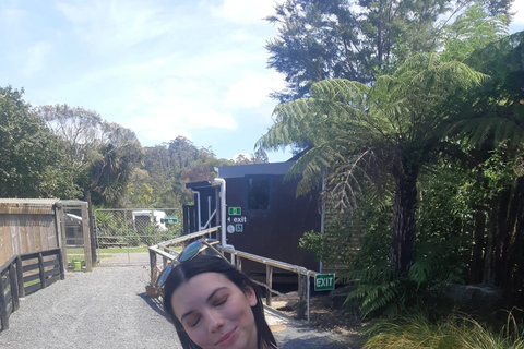 Auckland: Sheepworld, Honey Centre, & Kauri Trail Tour