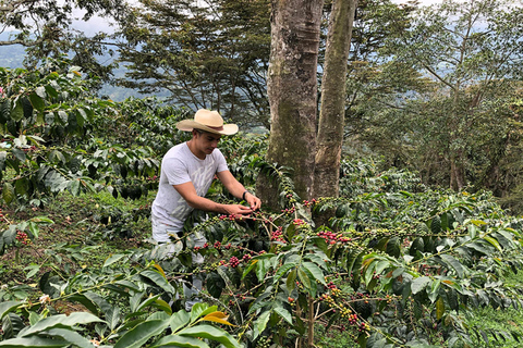 Medellin : Visite d&#039;une ferme de café avec dégustation et déjeuner