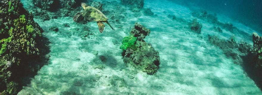 Tarrafal : excursion de plongée avec tuba le long du littoral