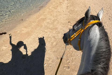 Descubriendo el sur. Paseos a caballo por la playa, excursiones a cascadas.