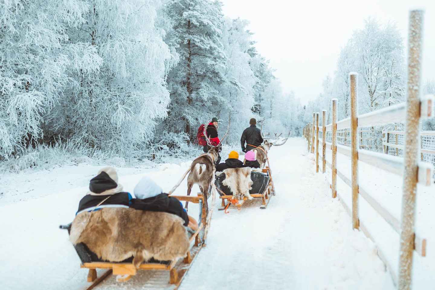 Rovaniemi: Early Winter Reindeer Sleigh Ride 1-2 km - Rovaniemi: Early Winter Reindeer Sleigh Ride 1-2 km