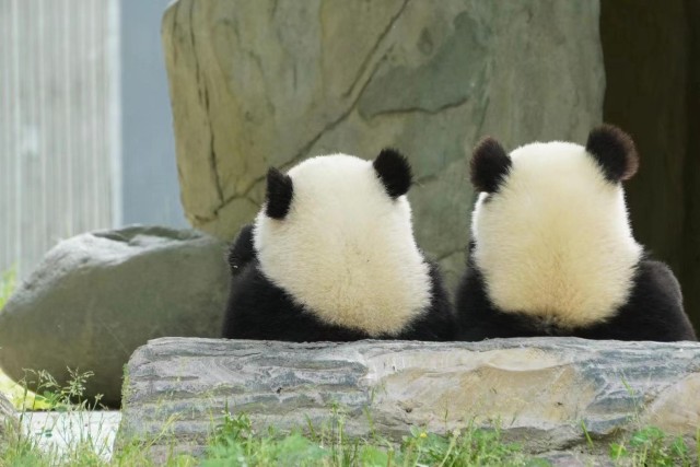 Visit Chengdu Giant Panda Breeding Research Base Ticket in Boston