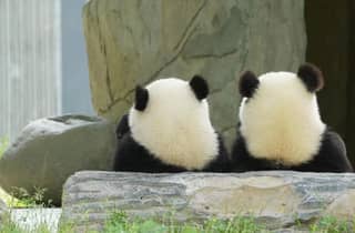 Chengdu: Giant Panda Breeding Research Base Ticket