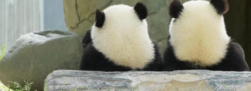 Chengdu: Biglietto per la base di ricerca per l'allevamento dei panda giganti